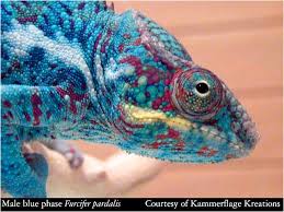 Image result for Phacelurus