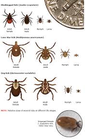 Check spelling or type a new query. Patient Education What To Do After A Tick Bite To Prevent Lyme Disease Beyond The Basics Uptodate