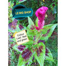 Pokok bunga indah is feeling lovely. Pokok Bunga Balung Ayam Cockscomb Flower Shopee Malaysia