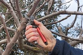 Feldahorn ist das juwel unter den heckensträuchern. 5 Tipps Zum Heckenschneiden Gartenzeitung Com
