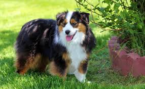 Check spelling or type a new query. We Raise Quality Toy Mini Aussies In The Rolling Hills Of Nebraska Miniature Australian Shepherds Toy Australian Shepherds Toy Aussies Mini Aussies Miniature Aussies Toy And Miniature Australian Shepherd Puppies For