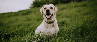 Why does a male dog lift its leg to urinate? Why Does Dog Urine Stain The Grass Office For Science And Society Mcgill University