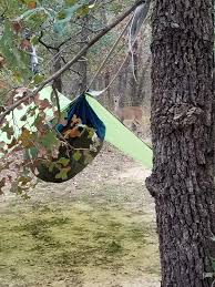 Maybe you would like to learn more about one of these? Had Some Visitors While Camping At Mineral Wells State Park Hammockcamping