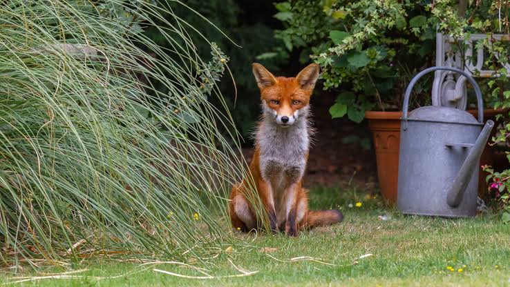 Fox in garden Graham Williams Shutterstock slider - People's Trust for Endangered Species