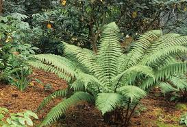 Image result for Dryopteris
