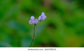 Image result for Murdannia simplex