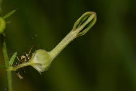 Image result for Ceropegia achtenii