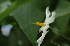 Image result for Solanum cyaneopurpureum