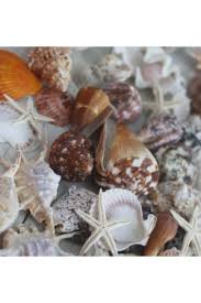 Kết quả hình ảnh cho ốc biển