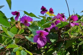 Image result for Dalechampia