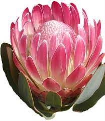 Pink Duke Protea Proteas And Leucadendrons Flowers By Category Sierra Flower Finder Protea Flower Australian Flowers Botanical Flowers