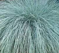 'halfway to arkansas' leaves turn gold in the fall, later than other blue stars. Georgia Pancake Creeping Bluestar 1 Gallon Perennial Perennial Plants Gardener Direct