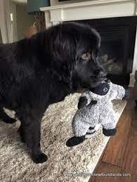 20 New Fowlands Ideas In 2020 Newfoundland Dog Big Dogs Cute Animals