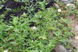 Image result for Solanum campylacanthum 'incanum type'