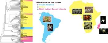 Image result for Tridactyle scottellii