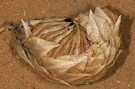 Image result for Barleria macrostegia