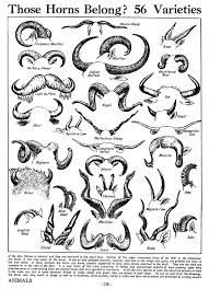 Various Animal Horns Drawing Reference Drawings Art