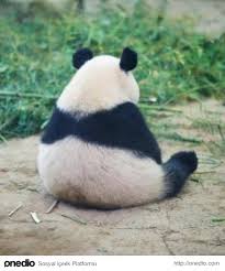 Hepimizin Birer Panda Oldugunu Kanitlayan 12 Benzer Ozellik Panda Dev Pandalar Pandalar