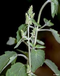 Image result for Mesosphaerum