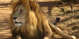 Sanjay Gandhi National Park: A Guide To ...