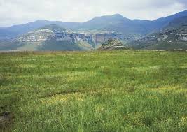 Image result for Acrotome thorncroftii