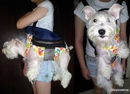 We did not find results for: Dog Carrier Sling Bag Backpack Pets For Sale In Tanjung Bungah Penang Sheryna Com My Mobile 678090