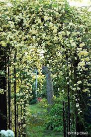 Dirt Therapy April Bloom Day Lady Banks Rose Dream Garden Garden