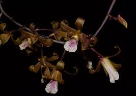 Image result for Eulophia elegans