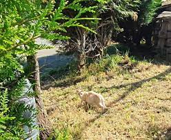 Plusieurs parmi nous sont pris de comment apprivoiser un chat craintif. Vendee Trop C Est Trop Il Ne Veut Plus Etre Envahi Par Les Chats Errants La Roche Sur Yon Maville Com