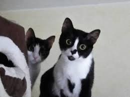The cat jumps up on to the table, walks. This Is Tinker And Magpie And They Know What You Did Imgur