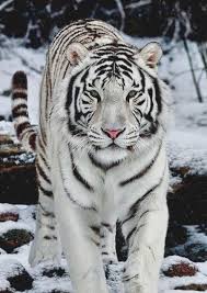 Le Tigre Blanc Blanc Le Tigre En 2020 Tigre Blanc Tigre Blanc Royal Felin