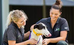 Yes, greyhounds love canine company and most of them are likely to make friends with any other pet dogs you have at home. Greyhounds As Pets Racing Wagering Wa