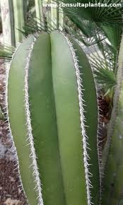 Image result for Lophocereus marginatus