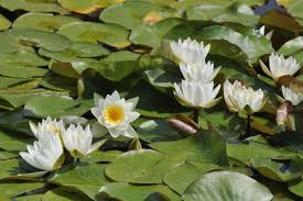 Image result for Nymphaea sulphurea