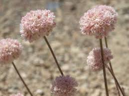 Image result for Eriosema verdickii