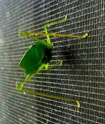 Maybe you would like to learn more about one of these? The Daily Bucket A Very Patient Fork Tailed Bush Katydid