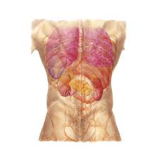 Second, the sigmoid portion of the colon hopefully this provided you with a good overview of the abdominal quadrants, anatomy within each region, pathology that can occur at each location. Abdominal Quadrants With Internal Organs And Rib Cage Square Image Pubic Bones Stock Photo 174712788