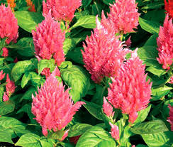 Image result for Celosia richardsiae