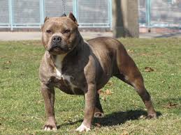 Black And White Pitbull Dog Price Who Is Arriving Pitbull Dogchews Http Www Petrashop Com Pitbull Terrier Anjing Pitbull Ras Anjing