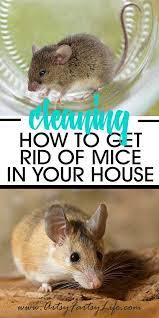 Check your kitchen, pantry and storage room, especially areas where food is kept. How To Get Rid Of Mice In Your House Getting Rid Of Mice Mouse Problem Mice Repellent