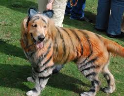 Yes, it might seem like an outfit that's just for kids, but the truth is…they're so darn comfortable! 8 Funny Halloween Costumes For Golden Retrievers To Try This Year A Dog S Love