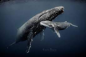 Before a final moratorium on commercial whaling in 1985, all populations of humpback whales were greatly reduced, most by more than 95 percent. Moments With A Humpback Mother Calf Underwater Photography Guide