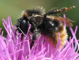 Image result for Bombus quadricolor