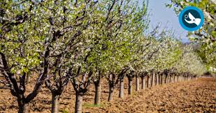 Image result for pruning plum trees