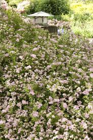 Image result for Spiraea japonica ´Little Princess