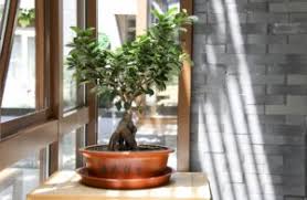 Finde 8 angebote für wohnungen zum verkauf in grüner baum zu bestpreisen, die günstigsten immobilien zum verkauf ab € 152.468. Bonsai Baum Kaufen Alles Zum Thema Bonsai Baum