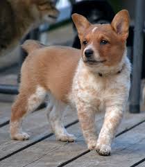 Tails docked, parents onsite, cowboy corgis are part heeler, part pembroke corgi, 3/4 pembroke corgi, and 1/4 mini heeler to be exact. Cowboy Corgi Puppies For Sale Near Me Cheap Buy Online