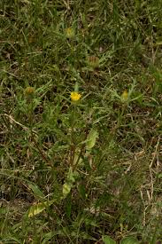 Image result for Hirpicium gorterioides