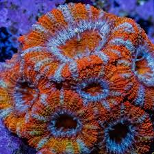 Image result for Actinanthella