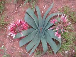 Image result for Ammocharis coranica